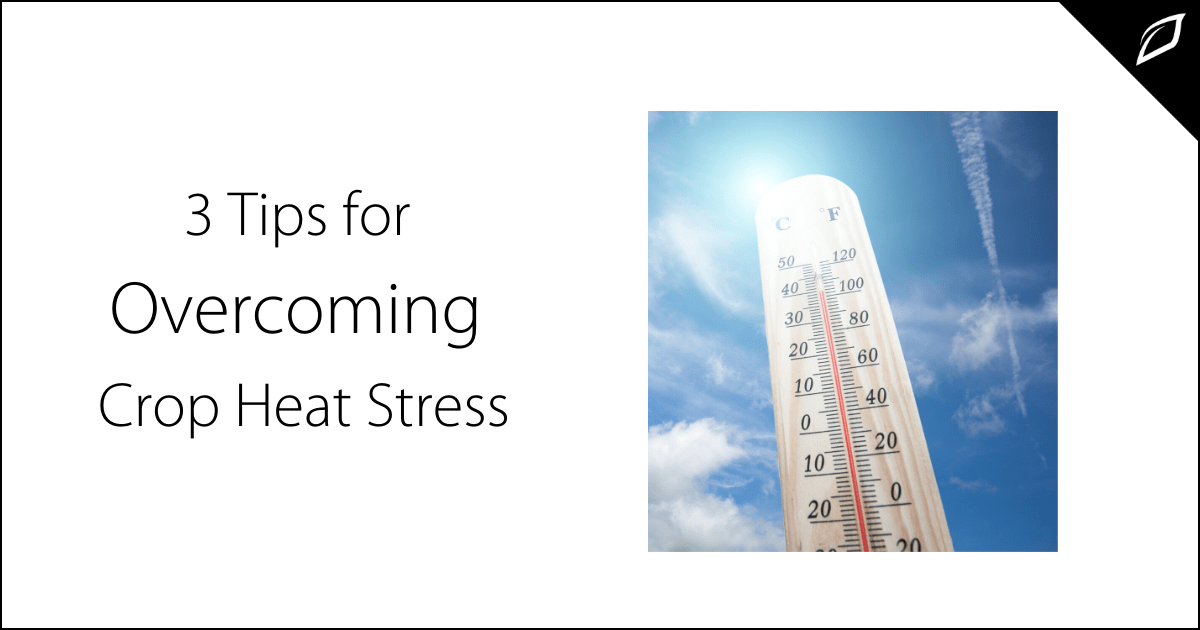 3 Tips for Crop Heat Stress Plant Heat Stress Growlink